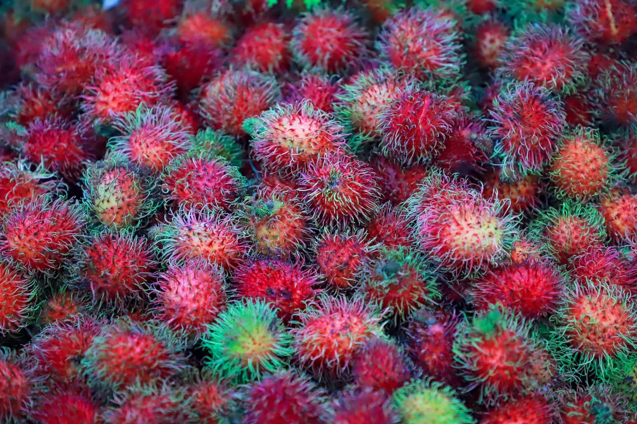 title - ส.ป.ก. ร่วมงานแถลงข่าว Thailand : The Land of Tropical Fruits ในวันที่ 12 - 16 กรกฎาคม 2569 ณ ลานคนเมือง กรุงเทพฯ